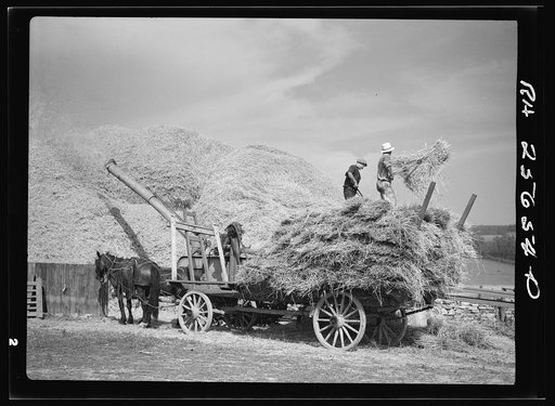 Threshing wheat. Frederick County, Maryland