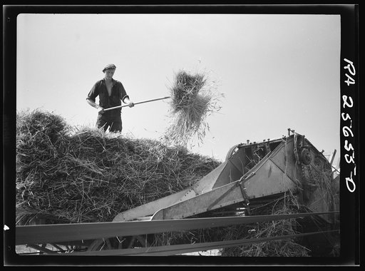 Threshing wheat. Frederick County, Maryland