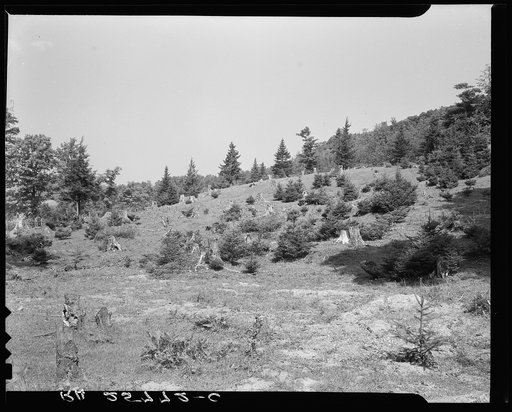 Cut-over woodland. Windsor County, Vermont