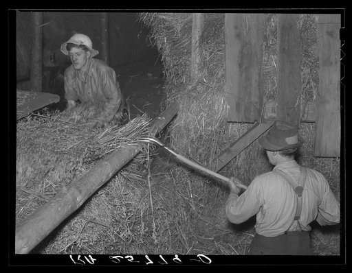 Threshing. Caledonia County, Vermont