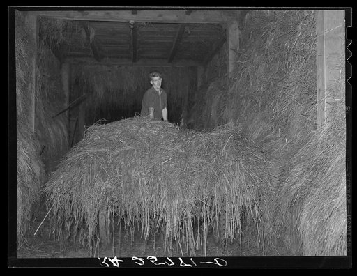 Hired man unloading hay. McNally Farm, Kirby, Vermont