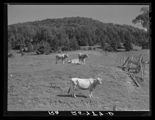 A few of McNally's forty cows. Kirby, Vermont