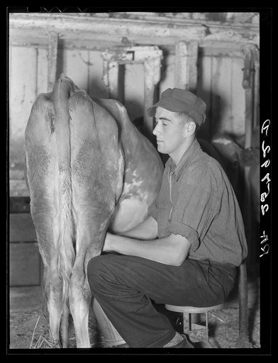 Hired hand milking. McNally farm, Kirby, Vermont