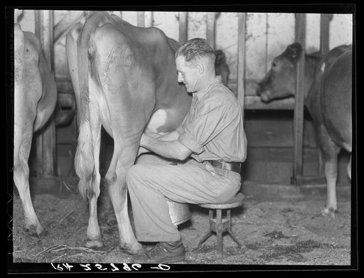Mr. McNally milking. Kirby, Vermont