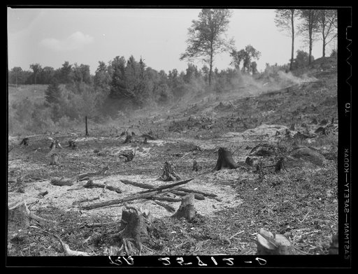 Cut-over land. Irasburg, Vermont