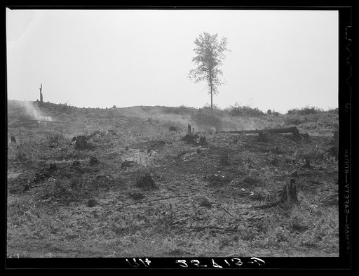 Cut-over land. Irasburg, Vermont