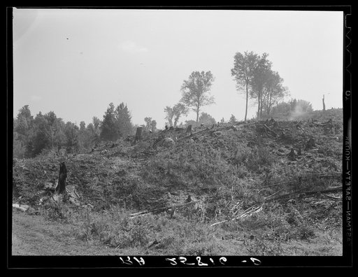 Cut-over land. Irasburg, Vermont