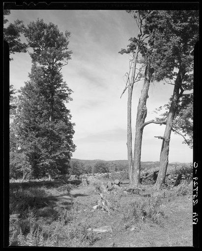 Cut-over land. Chittenden County, Vermont