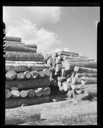 Logs for veneer mill at Morrisville, Vermont