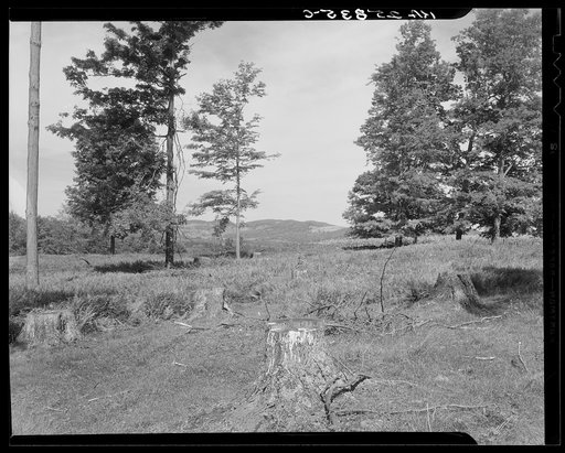 Cut-over maple orchard. Chittenden County, Vermont