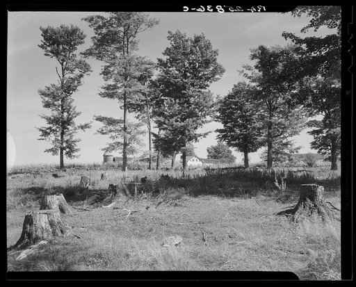 Cut-over maple orchard. Chittenden County, Vermont