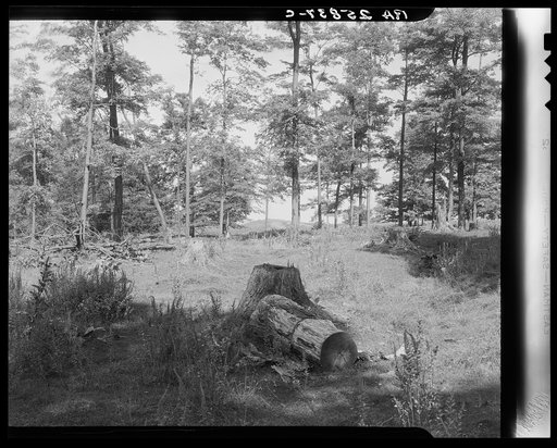 Cut-over maple orchard. Chittenden County, Vermont