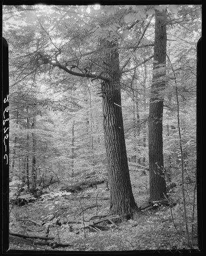 Large trees found in the Otsego County forest area. New York