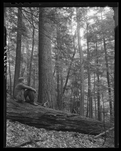 Large trees in Otsego County, New York