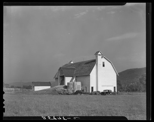 Filling temporary silo. Otsego County, New York