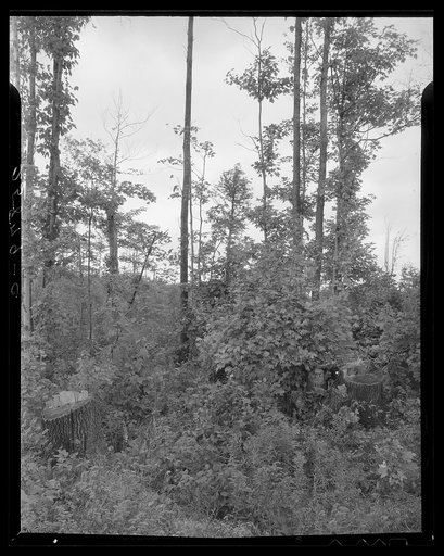 Cut-over land. Otsego County, New York