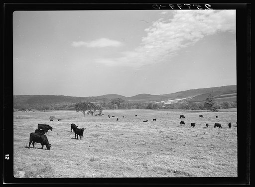 Herd of Angus beef cattle. Otsego County, New York
