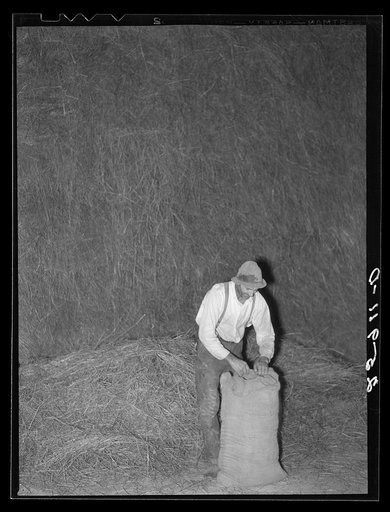 Resettled farmer. Farm tenancy project. Tompkins County, New York