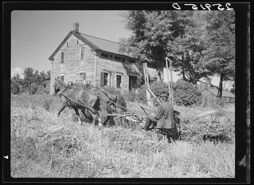 Untitled photo, possibly related to: Ellery Shufelt cutting buckwheat. Land use project. Albany County, New York