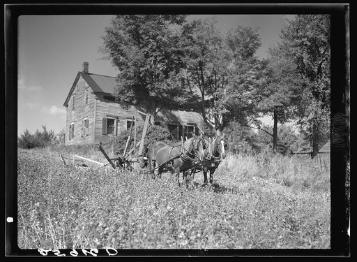 Ellery Shufelt cutting buckwheat. Land use project. Albany County, New York