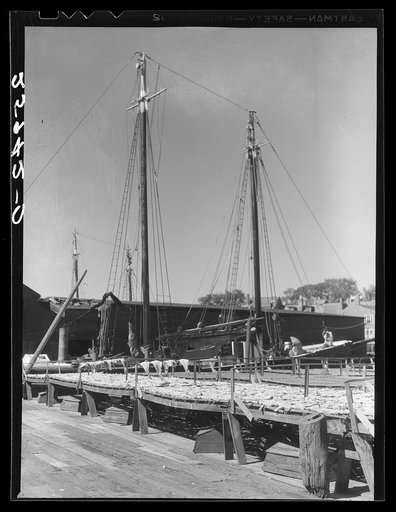 Fish drying on dock. Gloucester, Massachusetts