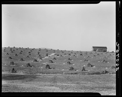 Corn field. Washington County, Maryland