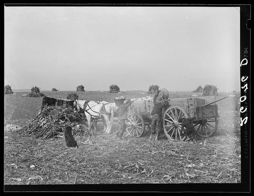 Loading ears of corn in the field. Washington County, Maryland