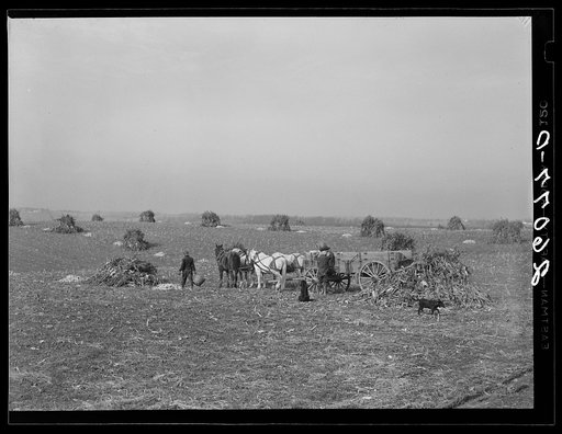 Loading ears of corn in the field. Washington County, Maryland
