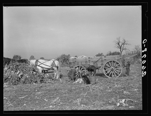 Loading ears of corn in the field. Washington County, Maryland