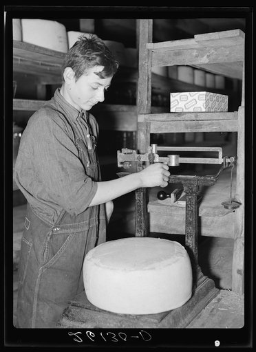 Weighing cheese. Oswego County, New York