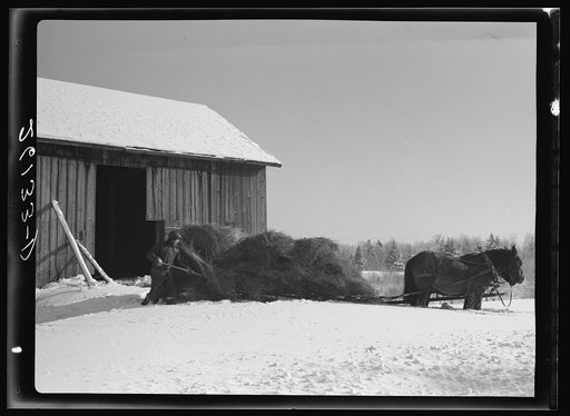 Loading hay. Oswego County, New York