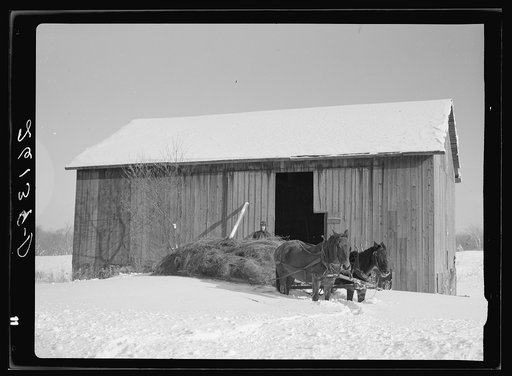 Untitled photo, possibly related to: Loading hay. Oswego County, New York