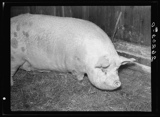 Hog owned by William Wallace, resettled farmer. Near Pulaski, Oswego County, New York