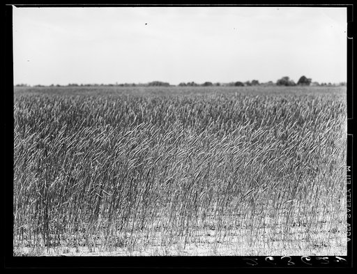 Untitled photo, possibly related to: Wheat is one of the major crops on the project. Wabash Farms, Indiana