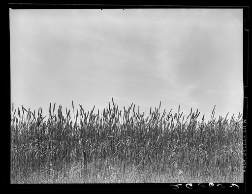 Wheat is one of the major crops on the project. Wabash Farms, Indiana