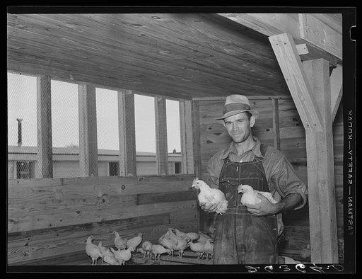 Member of the farm cooperative who cares for the chickens. Wabash Farms, Indiana