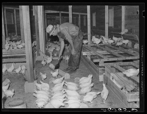 The poultry unit on the cooperative. Wabash Farms, Indiana