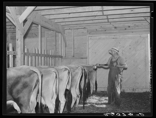 Spraying cattle to kill flies before milking. Wabash Farms, Indiana