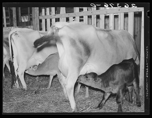 Cows and calves in the project dairy barn. Wabash Farms, Indiana
