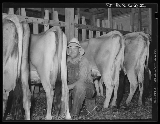Milking in project dairy barn. Wabash Farms, Indiana