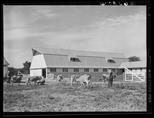 Driving cows into barn for milking. Wabash Farms, Indiana