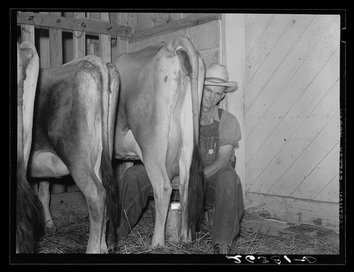 Milking in project dairy barn. Wabash Farms, Indiana