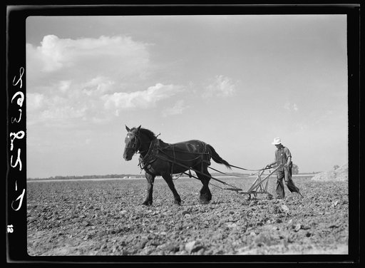 Cultivating corn. Wabash Farms, Indiana