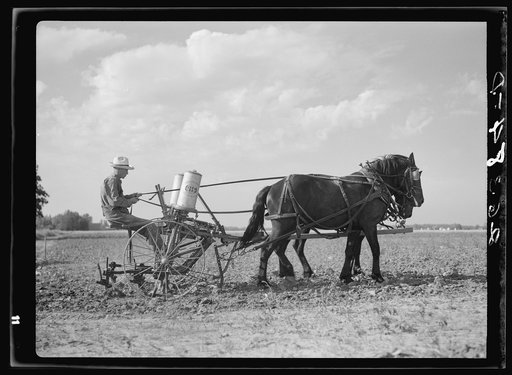 Cultivating corn. Wabash Farms, Indiana
