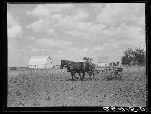 Cultivating corn field at Scioto Farms, Ohio