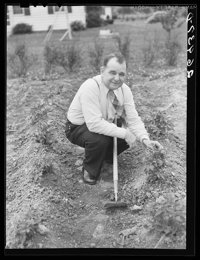 Morris Pingry in his garden. Decatur Homesteads, Indiana
