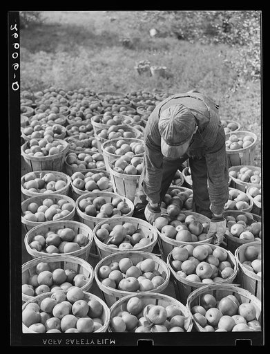 Fruit picker with truckload of apples. Camden County, New Jersey
