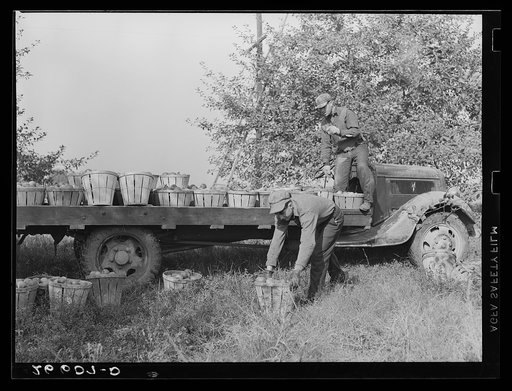Loading apples on truck in orchard. Camden County, New Jersey