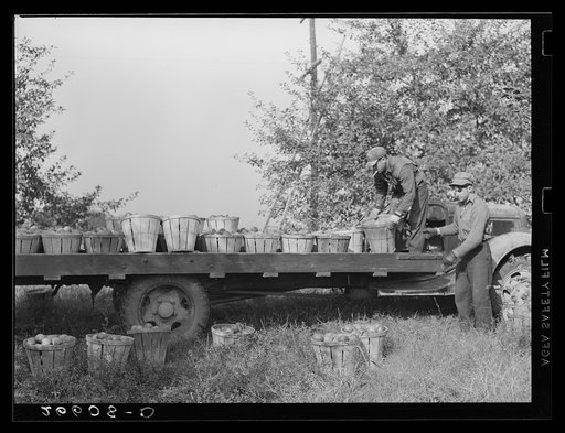 Untitled photo, possibly related to: Loading apples on truck in orchard. Camden County, New Jersey