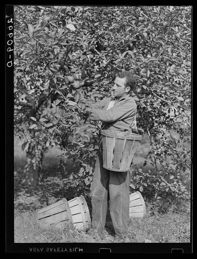Picking apples. Some of these men are migratory workers. Others come from Philadelphia and Trenton. Camden County, New Jersey